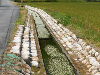 兵庫県神河町のバイカモ