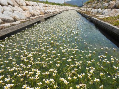 神河町 新野のバイカモ