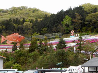 ヤマサ蒲鉾 芝桜の小道