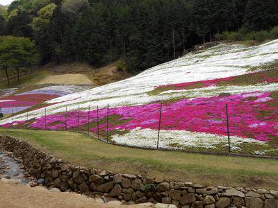 夢前町 芝桜の広場