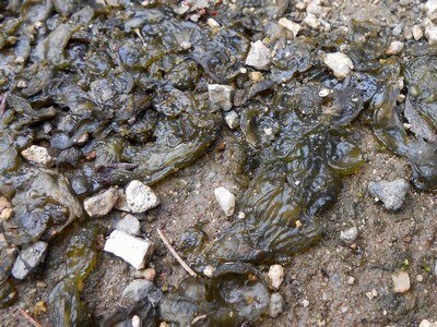 イシクラゲ　水分を含んだ状態